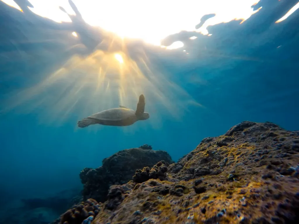 UNDERWATER PHOTO SNORKELING IN DIA