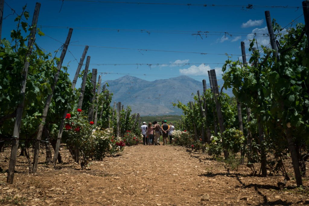 vineyards