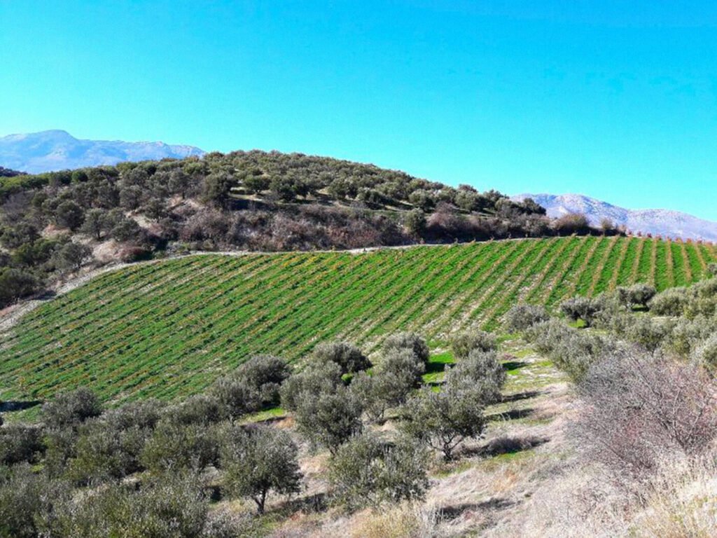 winery photo